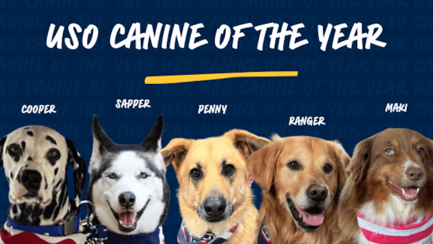 The different dogs up for winning the USO Canine Volunteer of the Year award