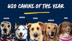 The different dogs up for winning the USO Canine Volunteer of the Year award
