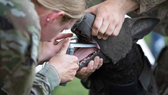 A military veterinarian provides treatment to a military working dog during a recent K-9 tactical combat casualty care training for medical professionals at Camp Lemonnier in Djibouti. Camp Lemonnier provides world-class support for service members, transient U.S. assets, and 36 local tenant commands. (Photo by U.S. Navy Mass Communication Specialist 1st Class Patricia Elkins)