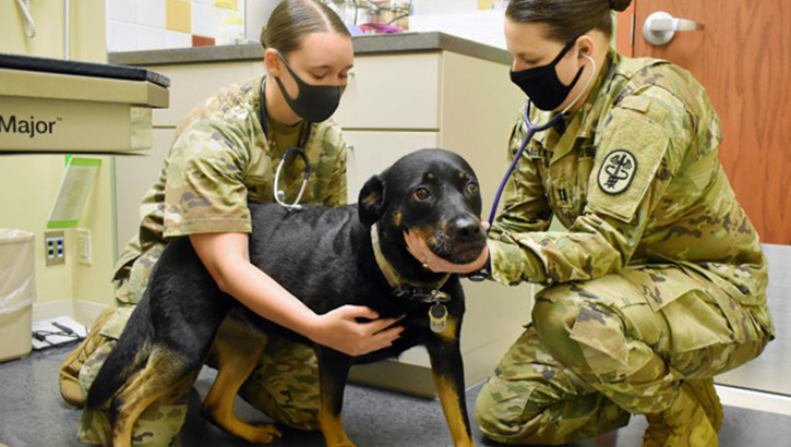 Two veterinary personnel wearing masks examine a dog