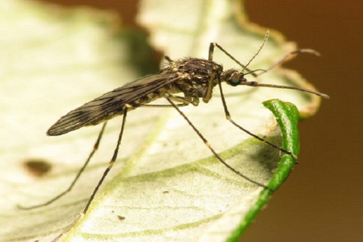 Mosquito activity is still at its peak during early fall but taking steps to prevent mosquito bites can reduce risk of West Nile Virus. (U.S. Army photo)