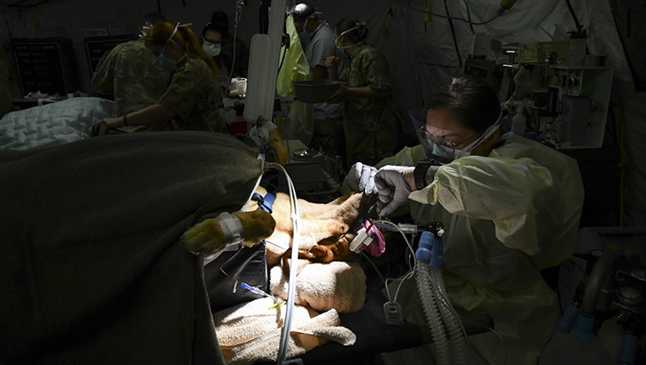 A U.S. Army veterinary technician cleans the teeth of a military working dog while the animal is sedated by a veterinary anesthesia apparatus. The apparatus was being tested by the U.S. Army Medical Test and Evaluation Activity at Lackland Air Force Base, Texas. The U.S. Army Material Development Agency oversaw the testing of the anesthesia apparatus.. (Photo: Jose Rodriguez, U.S. Army Medical Center of Excellence)