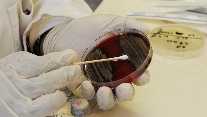 A bacteriology researcher at the Institute of Medical Research swabs an isolated sample of streptococcus pneumonia in Goroka, Papua New Guinea, June 4, 2015. The researcher is testing the bacteria to determine if the strain has sensitivity to antibiotics or if it is resistant.  (U.S. Air Force photo by Staff Sgt. Marcus Morris/Released)
