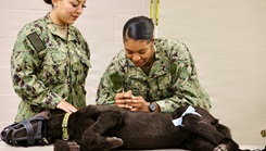 Hospitalman Brianna Ochoa (left) and Hospital Apprentice Halima Steward (right) participate in a Canine Tactical Combat Casualty Care training course 