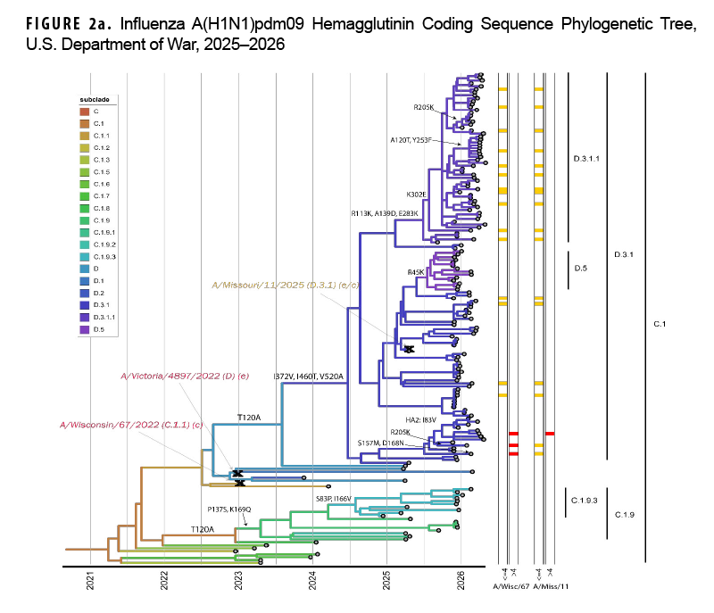 FIGURE 2a. Influenza A(H1N1)pdm09 Hemagglutinin Coding Sequence Phylogenetic Tree, U.S. Department of War, 2025–2026 This phylogenetic tree diagram with paired neutralization test indicator bars illustrates the evolutionary divergence and antigenic reactivity of circulating influenza A(H1N1)pdm09 hemagglutinin gene sequences from the 2025–2026 season. The tree demonstrates the emergence and shared dominance of subclades D.3.1 (52.2% of sequences) and D.3.1.1 (40.6%) descending from the C.1 lineage, while older subclades C.1.9 (2.2%) and C.1.9.3 (5.1%) persisted at low frequencies. The recommended 2026–2027 Northern Hemisphere vaccine strain, A/Missouri/11/2025-like virus, branches centrally within subclade D.3.1. Micro-neutralization testing revealed that 8.7% (2 of 23) of tested D.3.1 isolates showed low reactivity (>4-fold titer drop) against the 2025–2026 vaccine component A/Wisconsin/67/2022, and one isolate (4.3%) carrying an I510V substitution exhibited low reactivity to both vaccine strains, while the remaining majority reacted strongly to the updated vaccine selection.