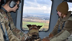 Military personnel and their military working dog