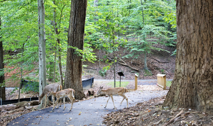 The Green Road nature site is tucked away on bustling Naval Support Activity Bethesda, Maryland. (Photo courtesy of Uniformed Services University)