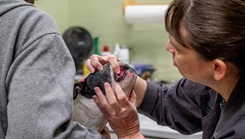Ruby Sue gets examined by Veterinarian Dr. Sharon Tamplin