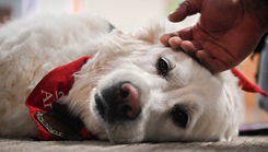 Therapy dog, Izy, lays down while receiving pets during a visit. 