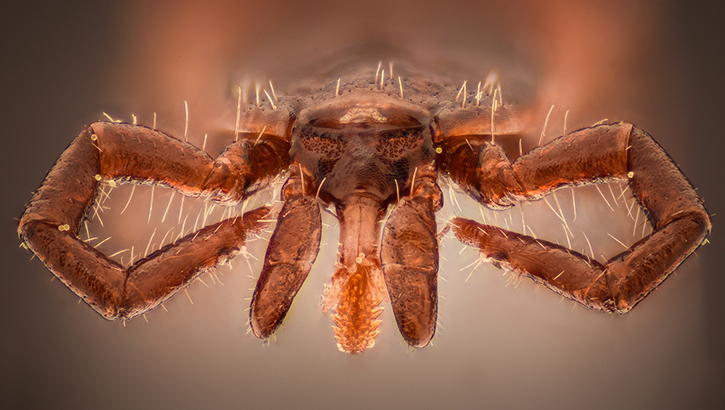 A tick like this one, seen at 10x magnification, can spread a number of dangerous pathogens during the warm-weather months. (Photo by Cornel Constantin)