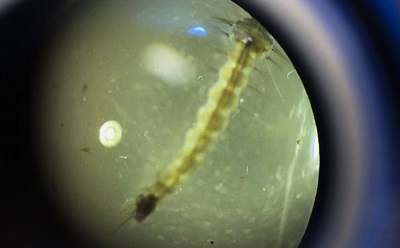 A malaria larvae is seen through a microscope during a tropical disease study in Trujillo, Honduras. (U.S. Army photo by 1st Lt. Isavelita Goodearly)