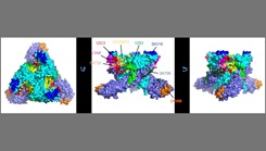 Enlarged view of VEEV glycoprotein spike showing the footprints of SKT05, SKV09, SKV16, SKT20 Abs; V2B3, V2C3, V3A8f sdAbs; and LDLRAD3 receptor