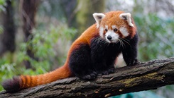 Red panda at the Smithsonian’s National Zoo