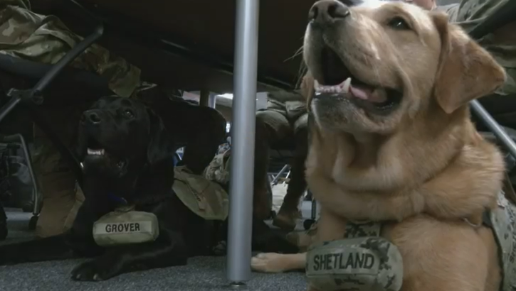 Meet USU's facility dogs, Shetland and Grover, in this fun, short video for social media.